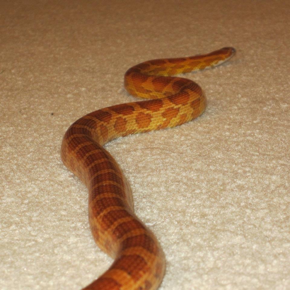 An orange snake slithering on a beige carpet
